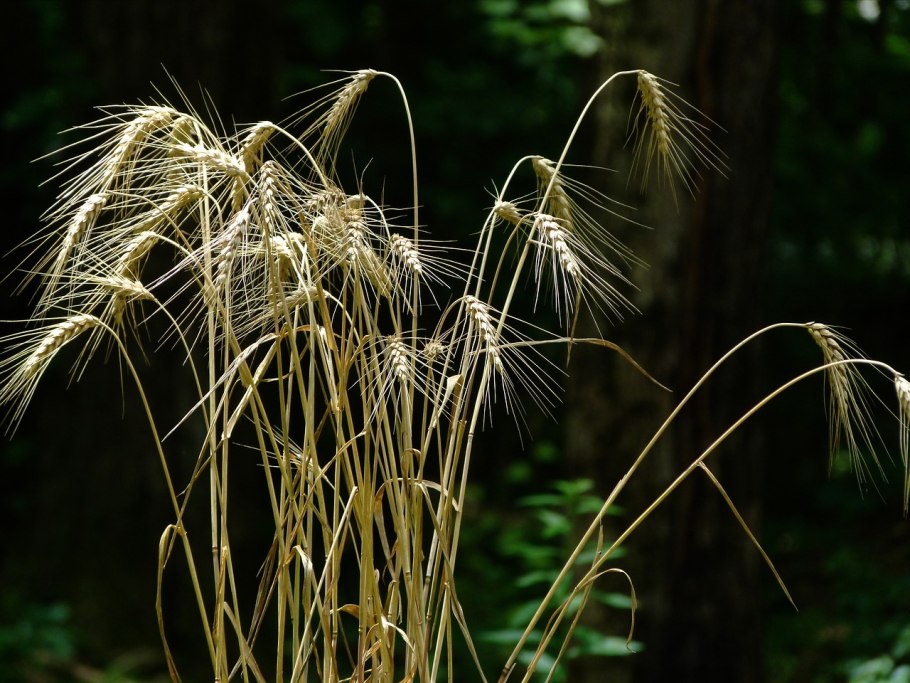 Райграс Луговой