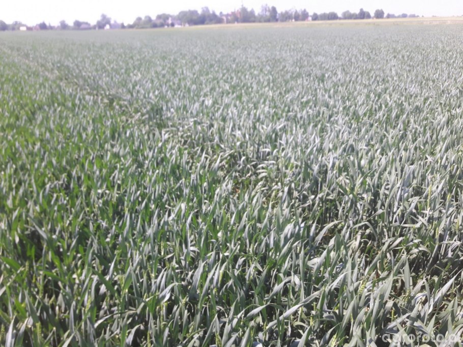 Гаолян сорго