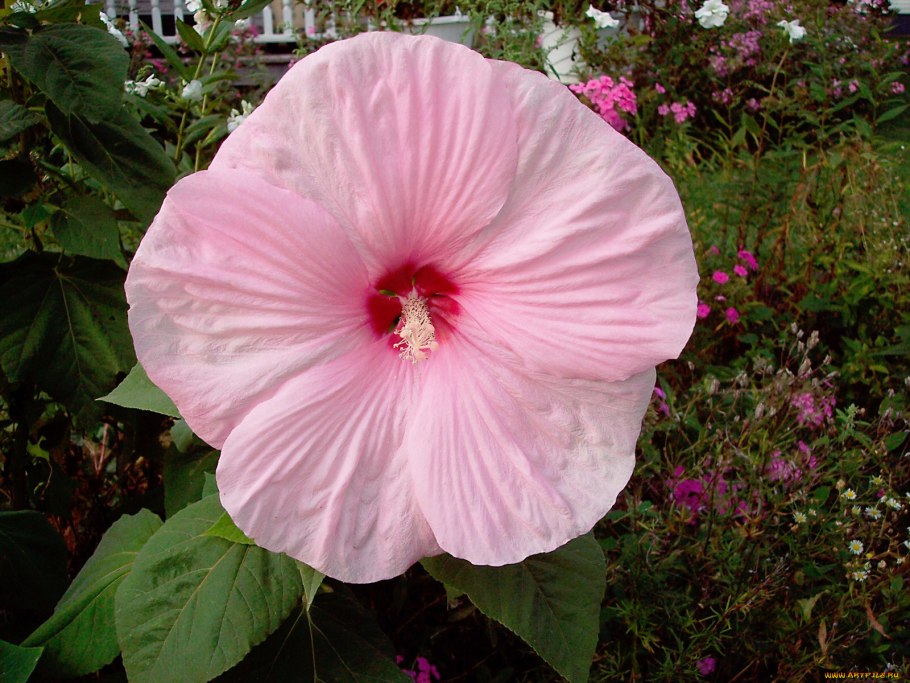 Лаватера махровая