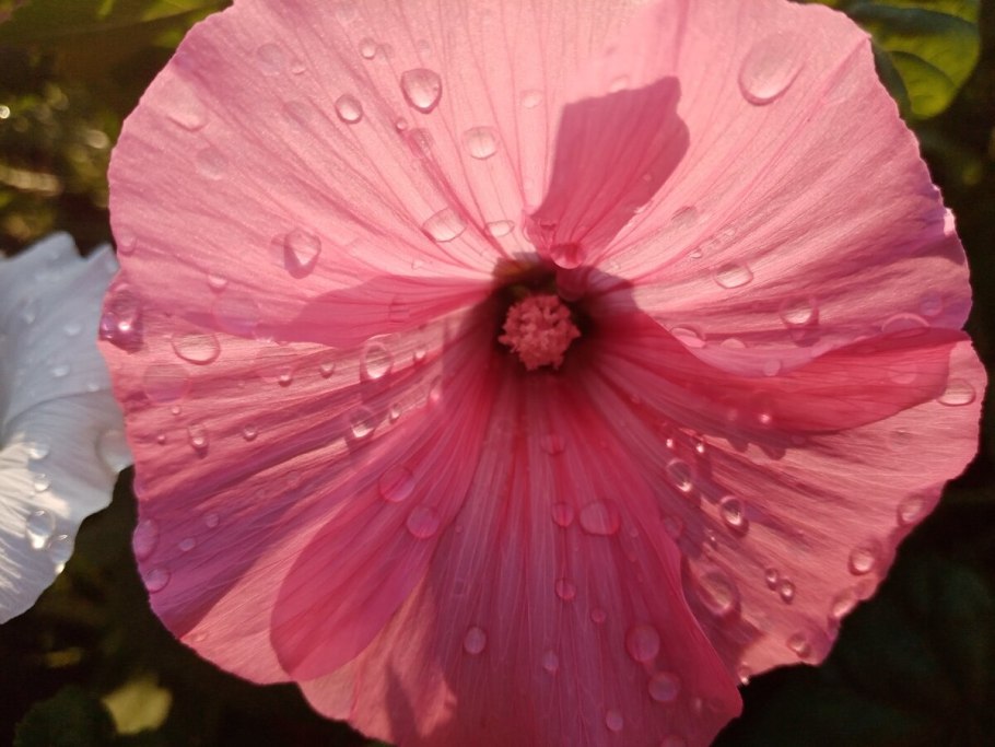 Мальва лаватера