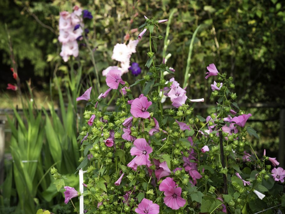 Лаватера Рубиновая