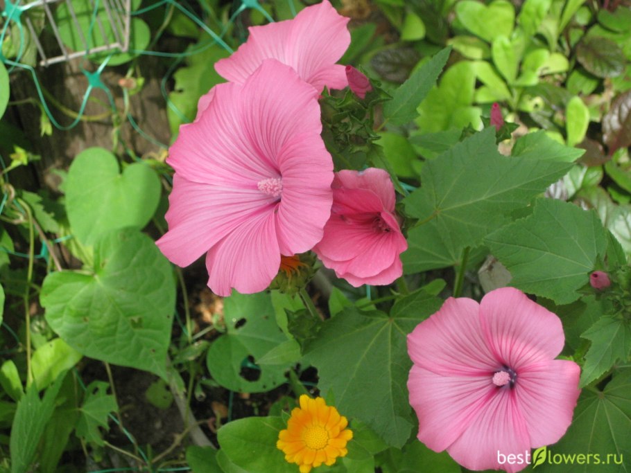 Цветок Малопа и лаватера