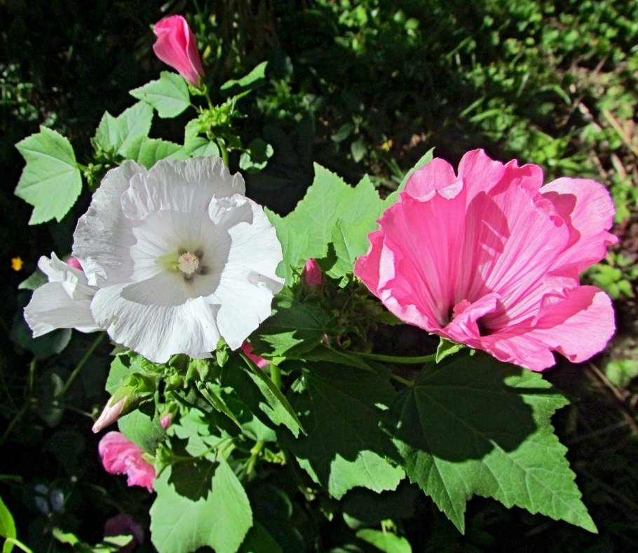 Лаватера хатьма