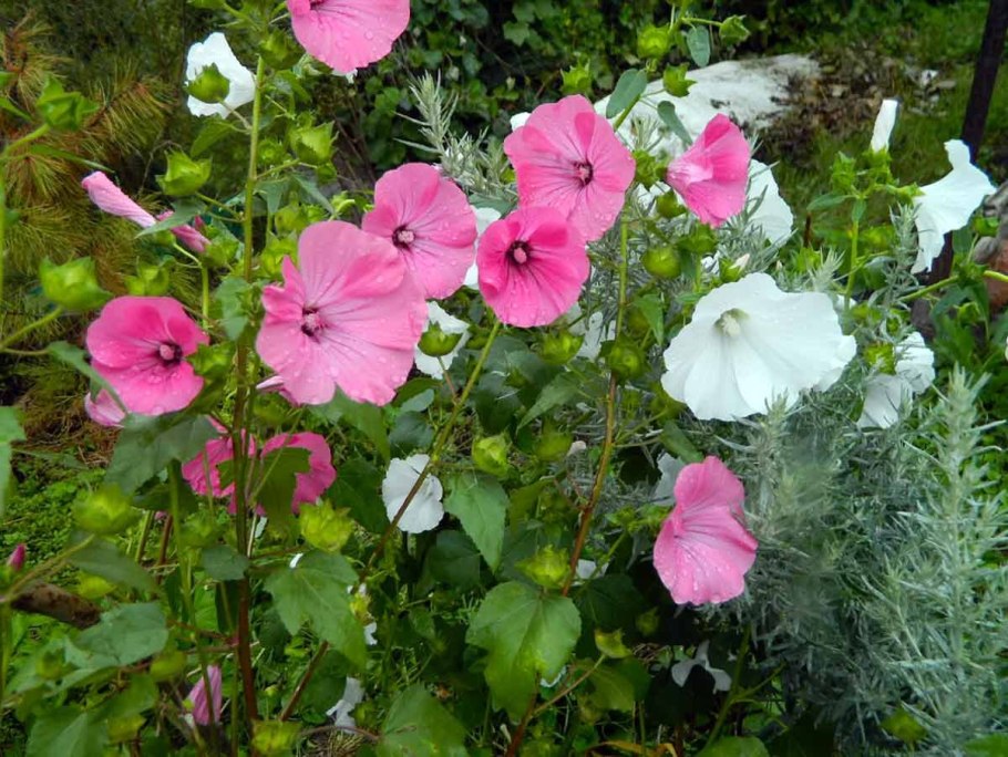 Приморская лаватера