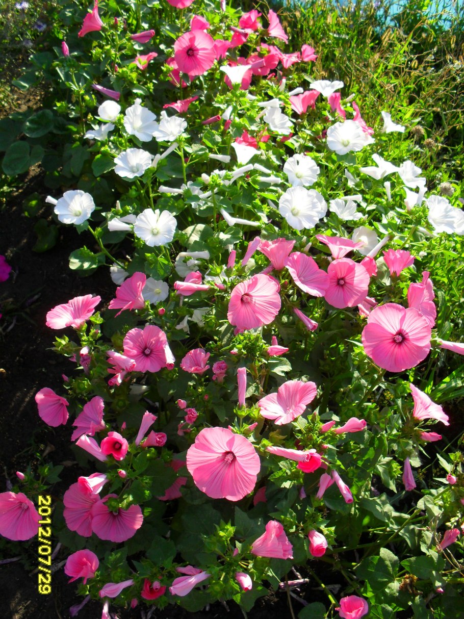 Лаватера Астра