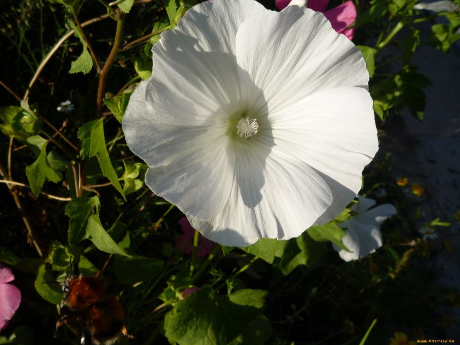 Лаватера тюрингенская