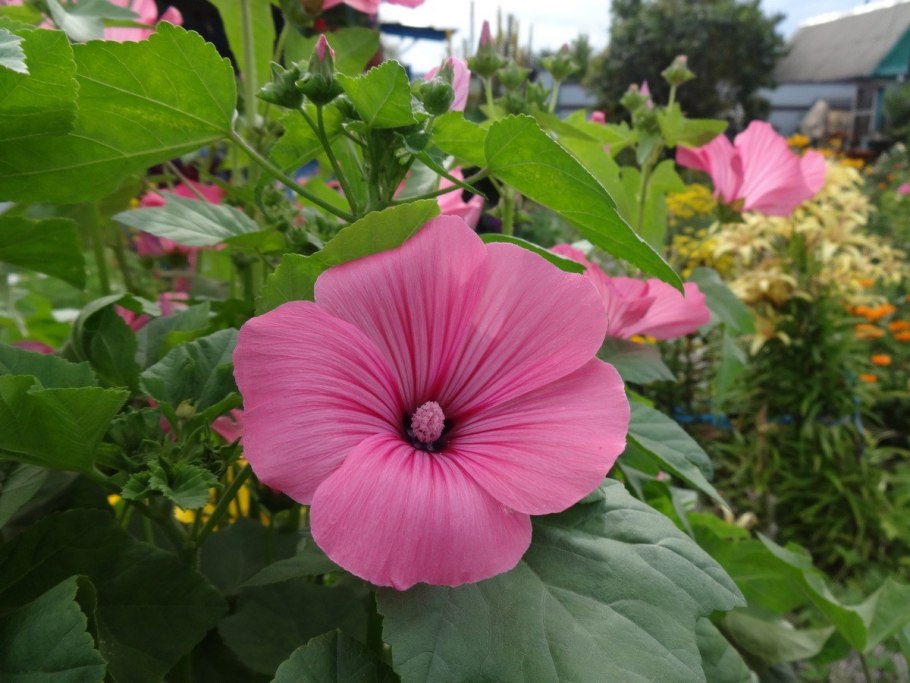 Лаватера розовая магия