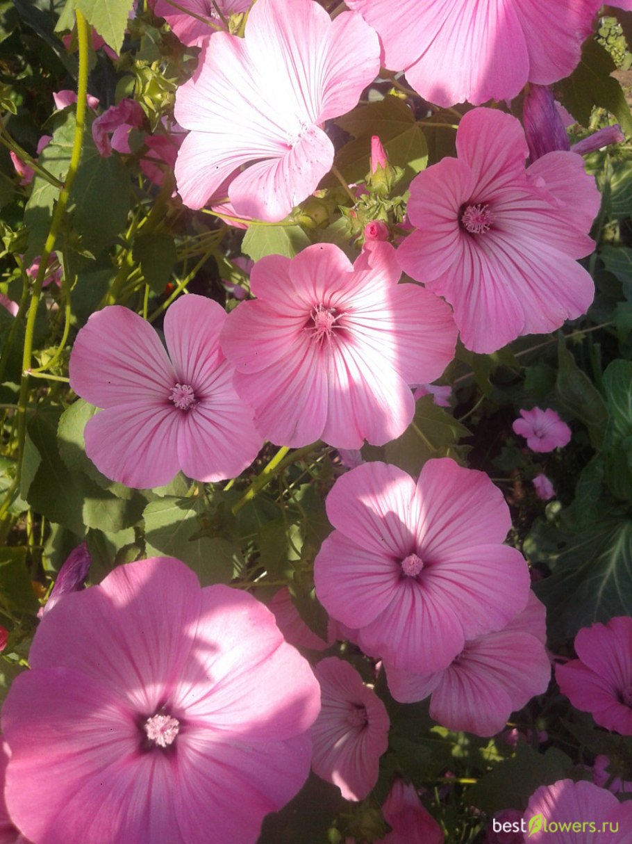 Лаватера хатьма серебряная чаша