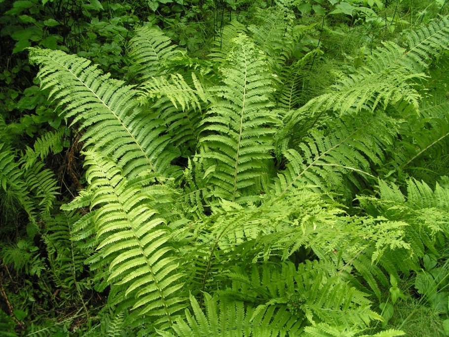 Плауна Lycopodium annotinum