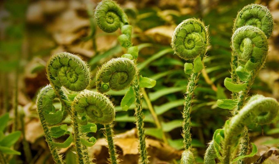 Плаун ликоподий