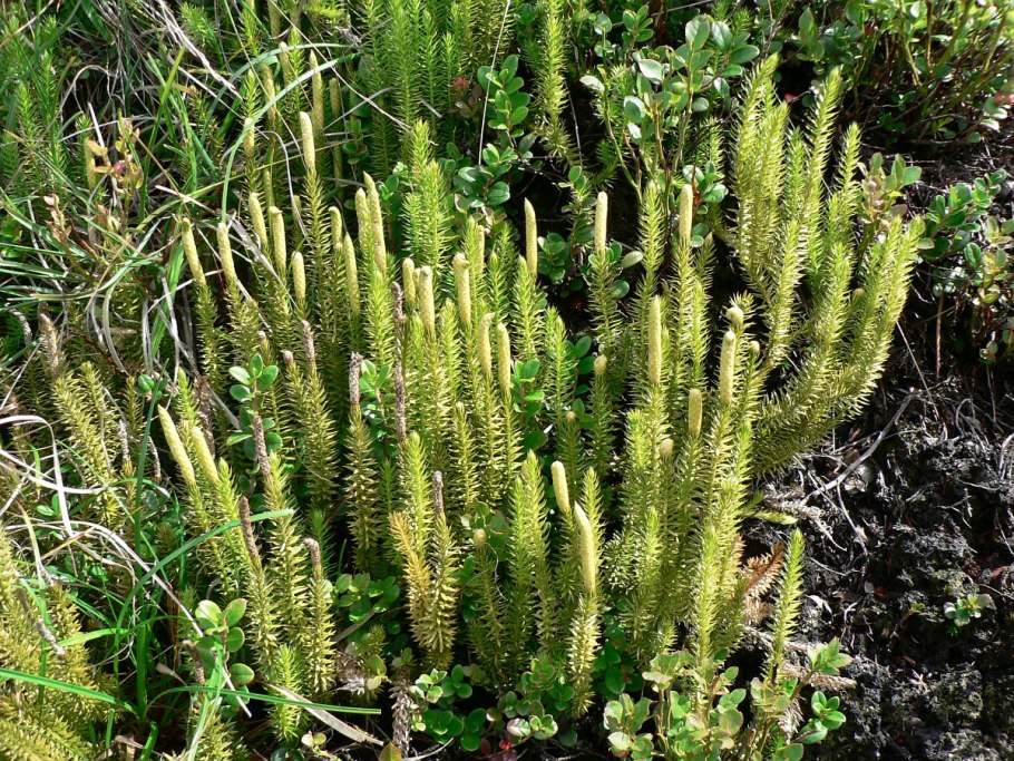 Папоротник (Polypodiophyta)