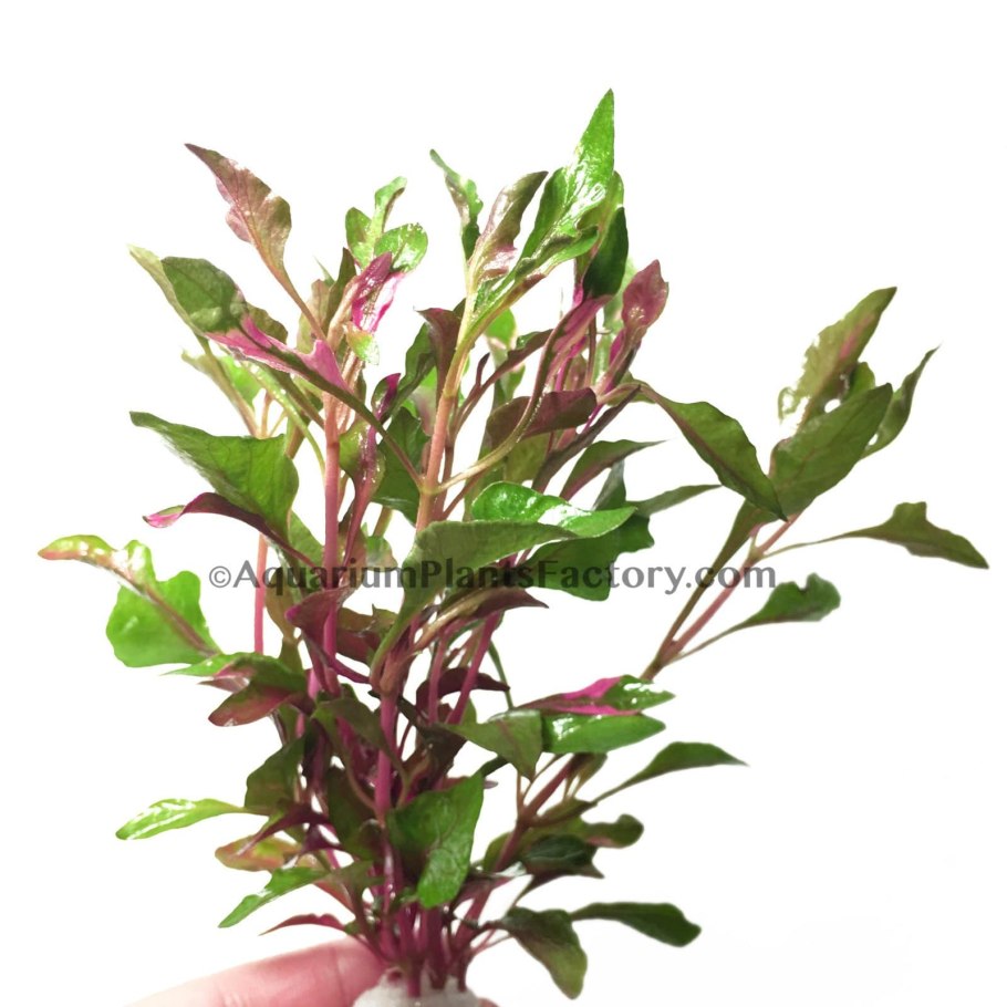 Alternanthera bettzickiana Red