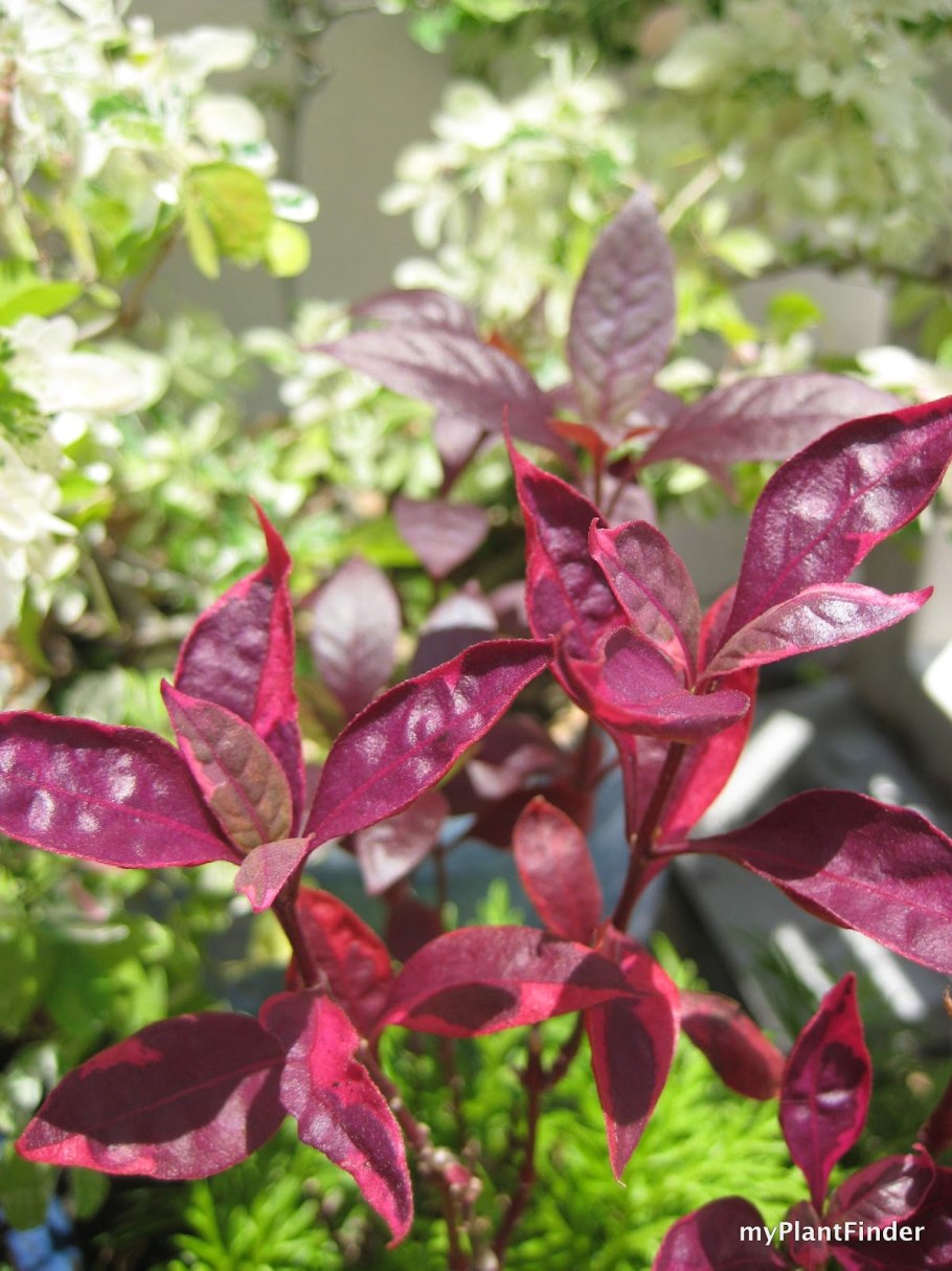 Альтернантера Беттцика Золотая