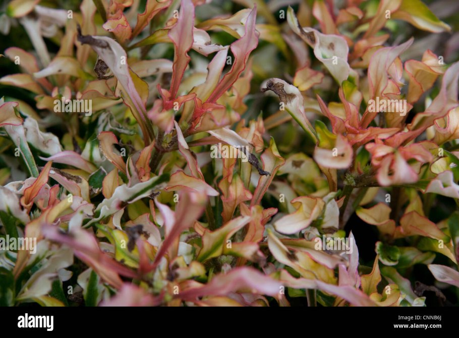 Альтернантера Беттцика красная