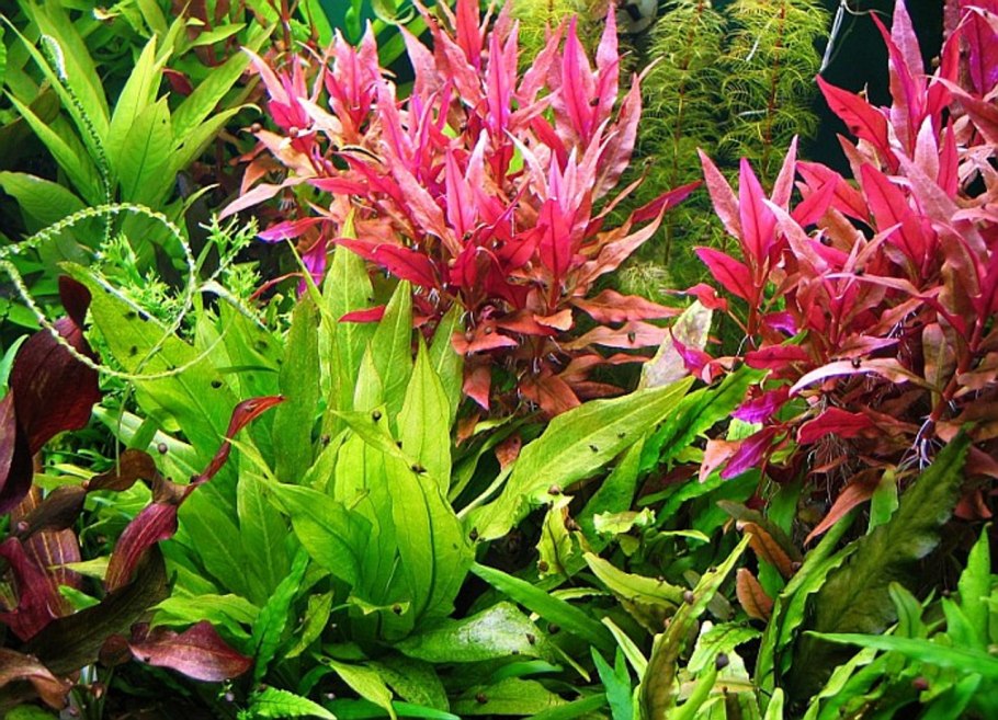 Альтернантера прелестная