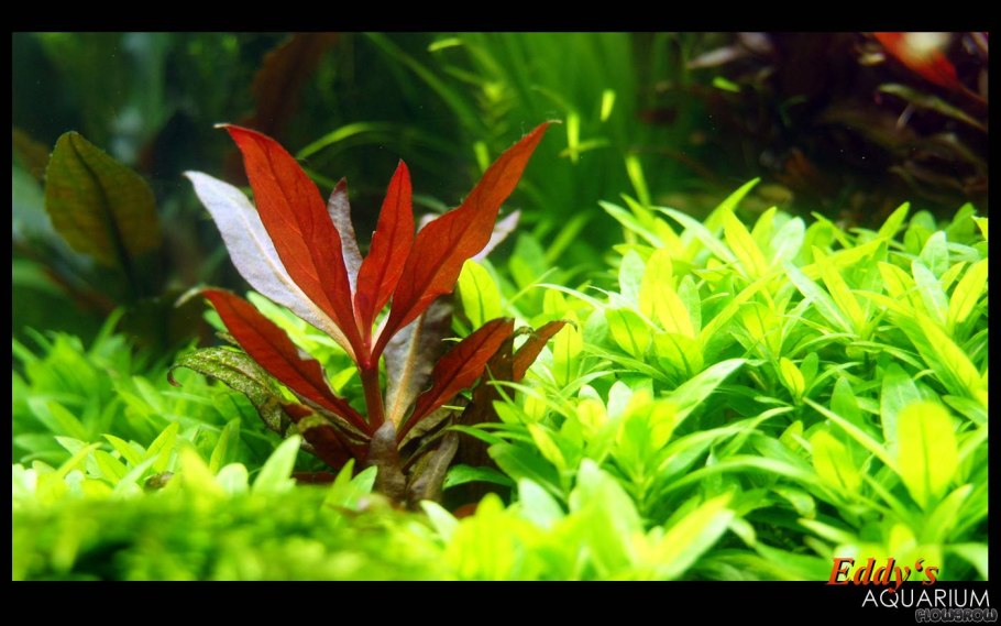 Альтернатера красная