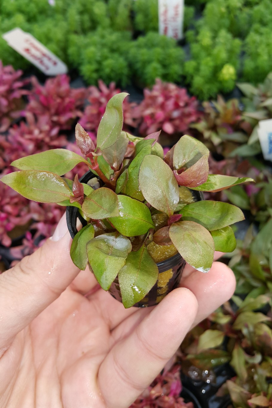 Альтернантера Амоена