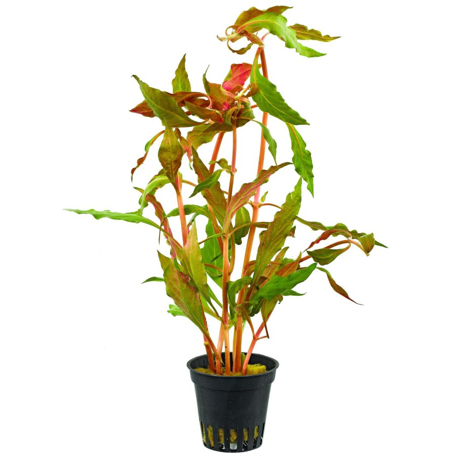 Альтернантера Рейнека мини ред