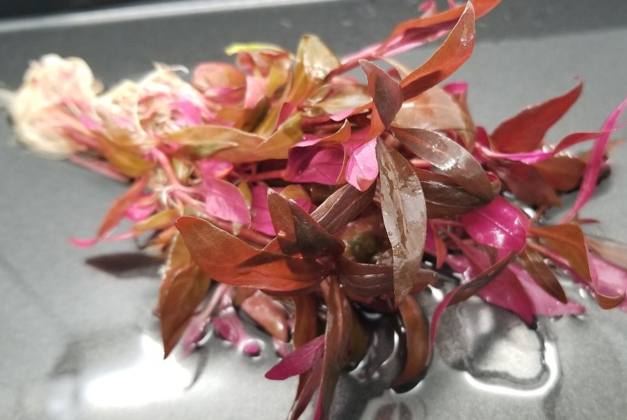 Альтернантера Бетзика