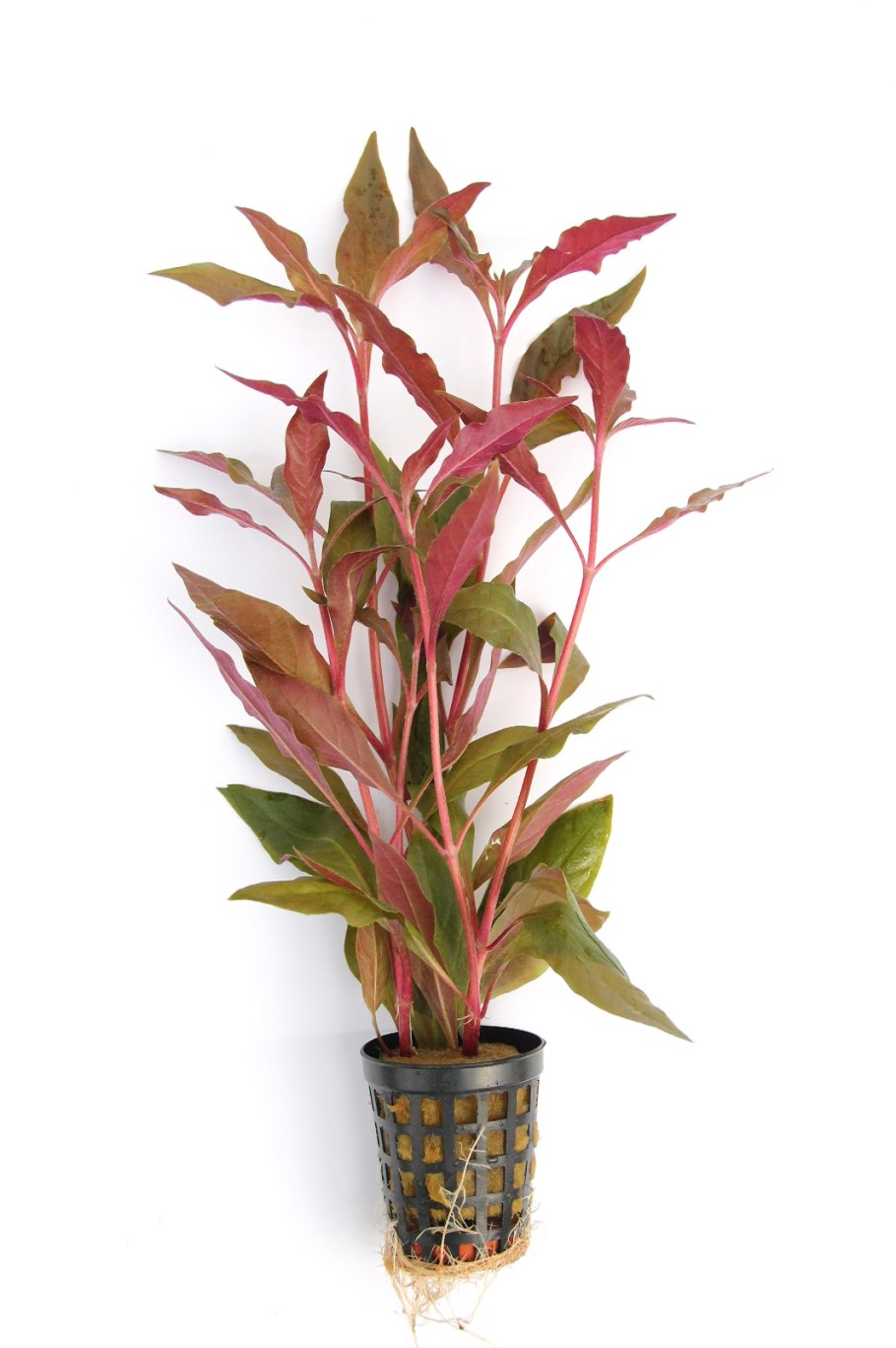 Alternanthera bettzickiana Red