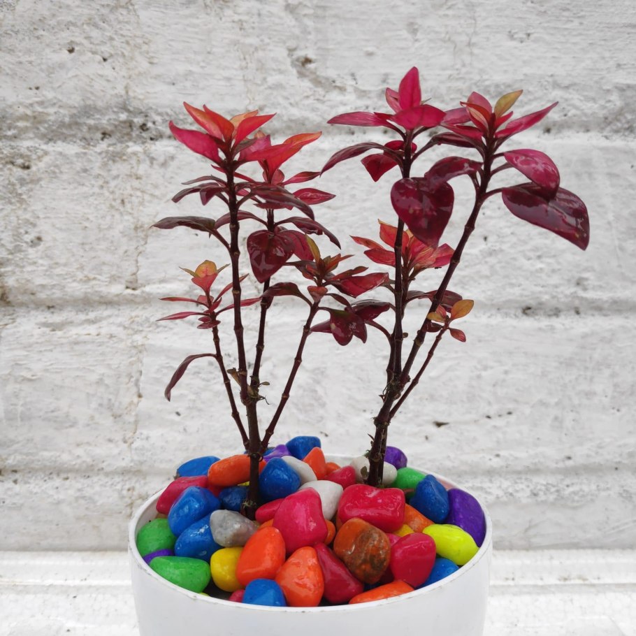 Альтернатера bettzickiana