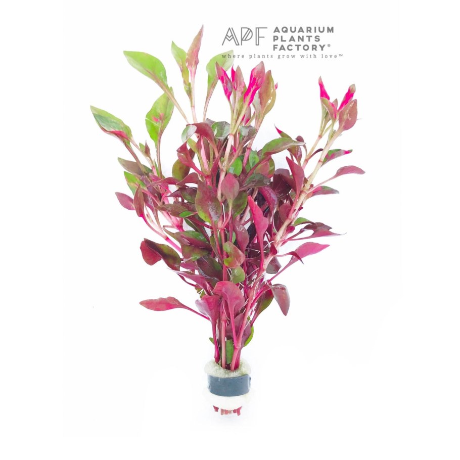 Альтернантера прелестная