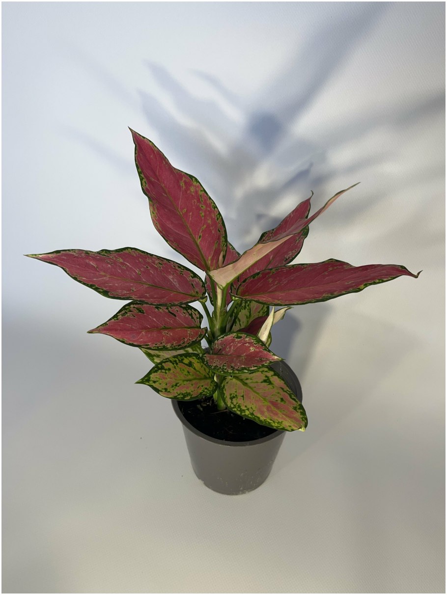 Аглаонема Анимани ред