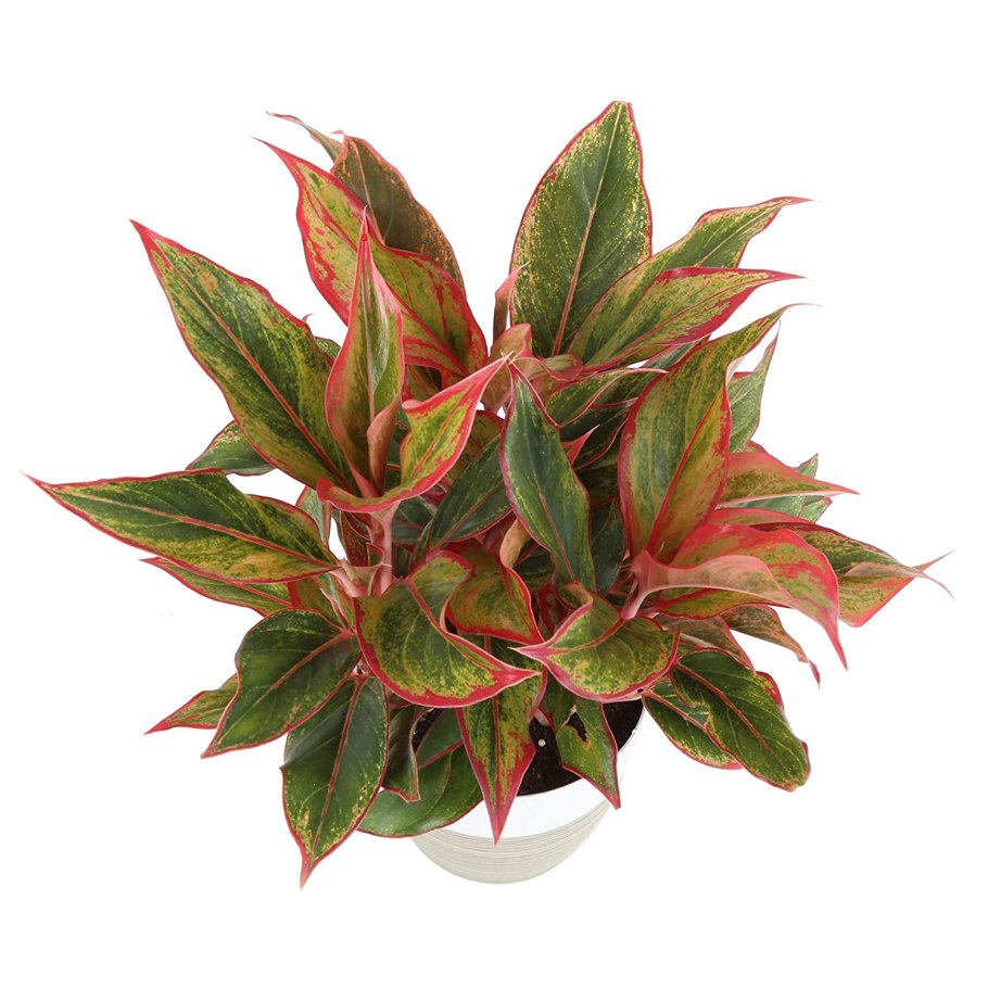 Аглаонема пинкат