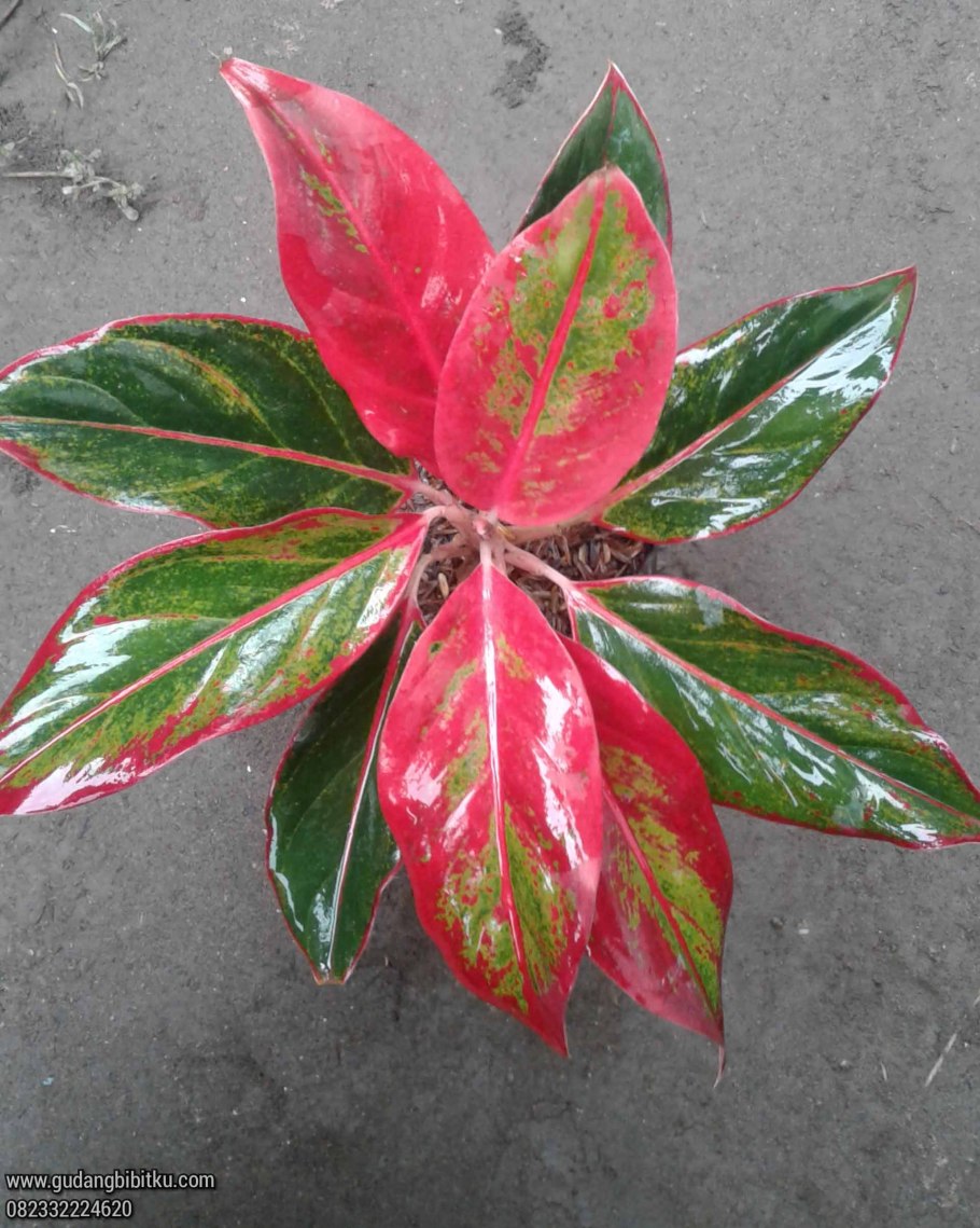 Аглаонема Варбурга