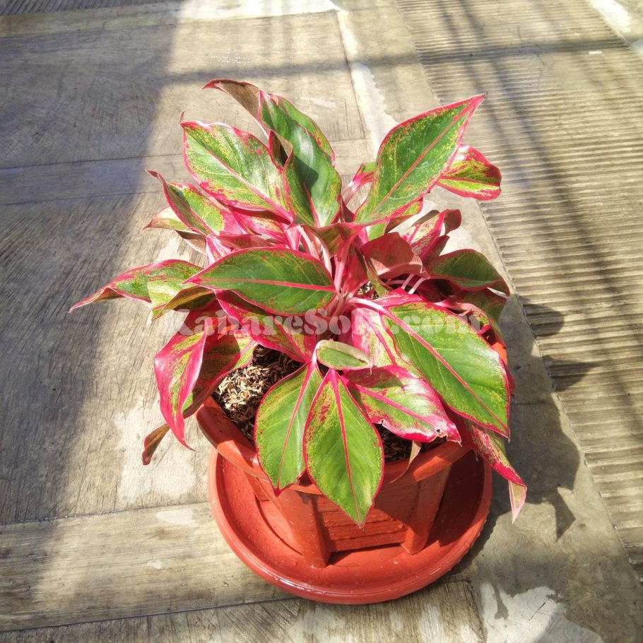 Аглаонема черри бейби