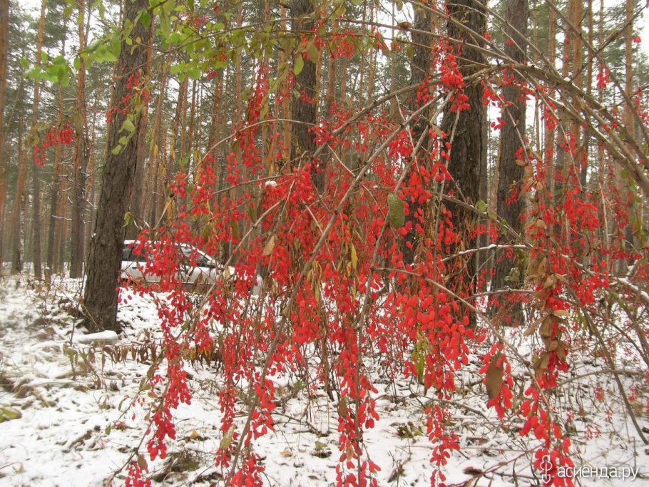 Барбарис Сибирский (в. sibirica).