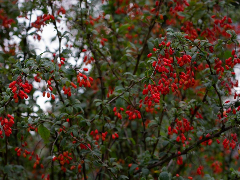 Барбарис Тунберга Атропурпуреа осенью