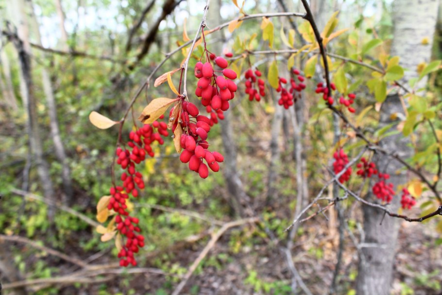 Berberis macracantha