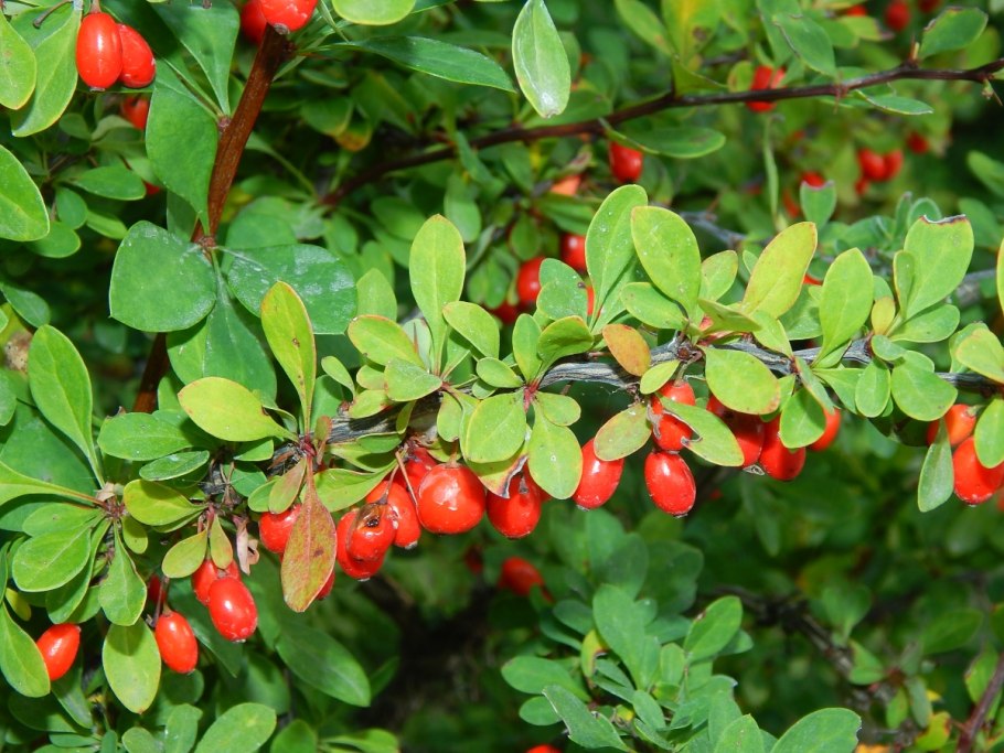 Барбарис обыкновенный (Berberis vulgaris l.)