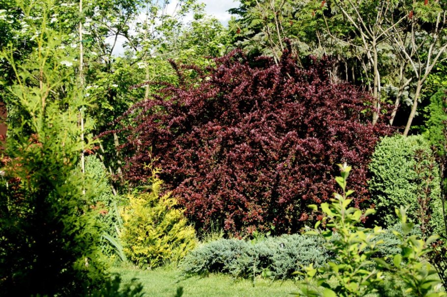 Барбарис монетчатый