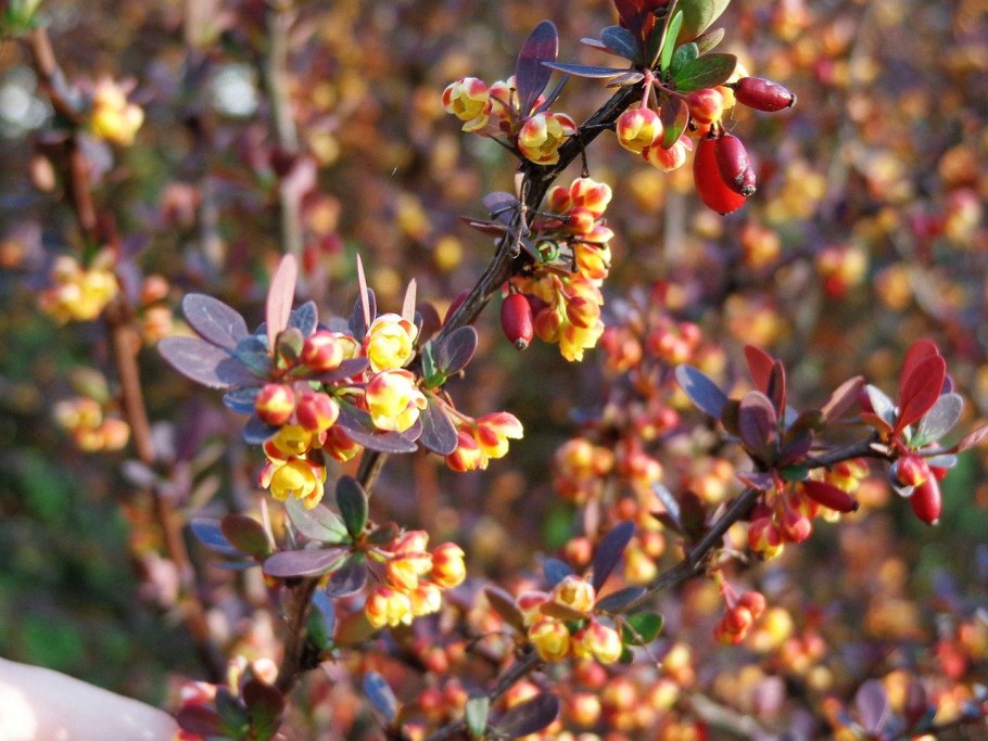 Барбарис (Berberis)
