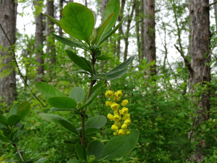 Корни барбариса обыкновенного