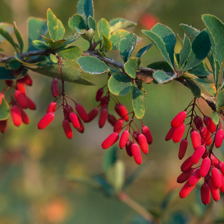 Барбарис самшитолистный "Нана" (Berberis buxifolia)
