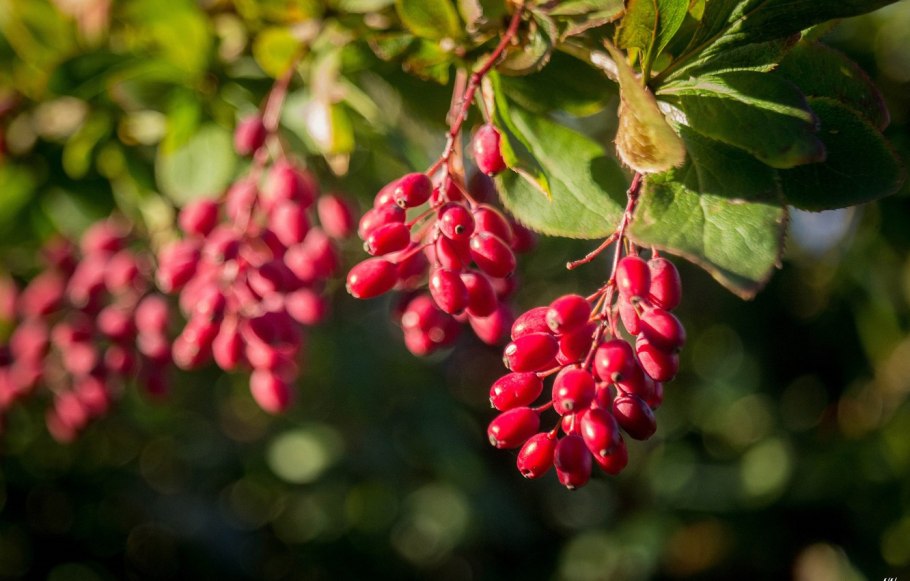 Барбарис обыкновенный Альба