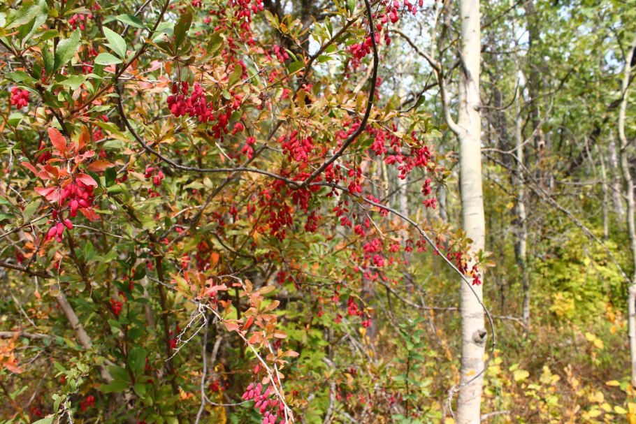 Барбарис обыкновенный Berberis vulgaris