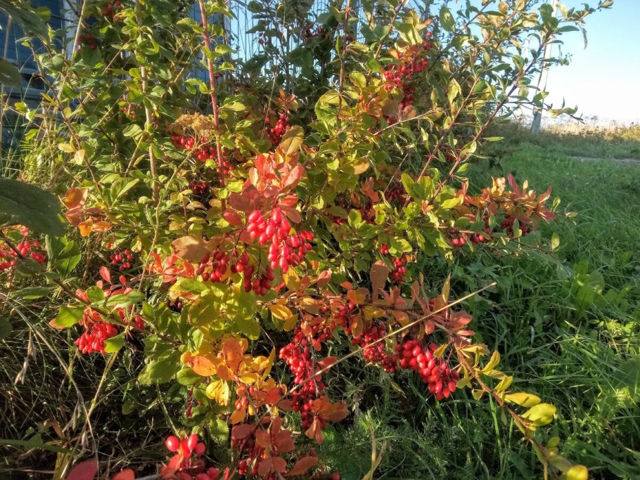 Барбарис обыкновенный Berberis vulgaris ягоды