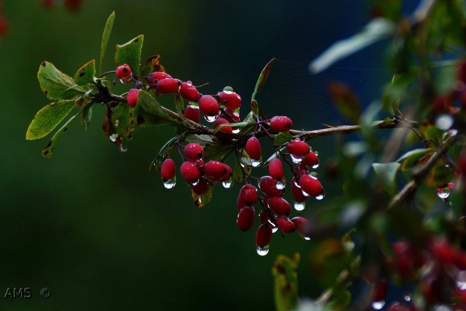 Барбарис обыкновенный кустарник
