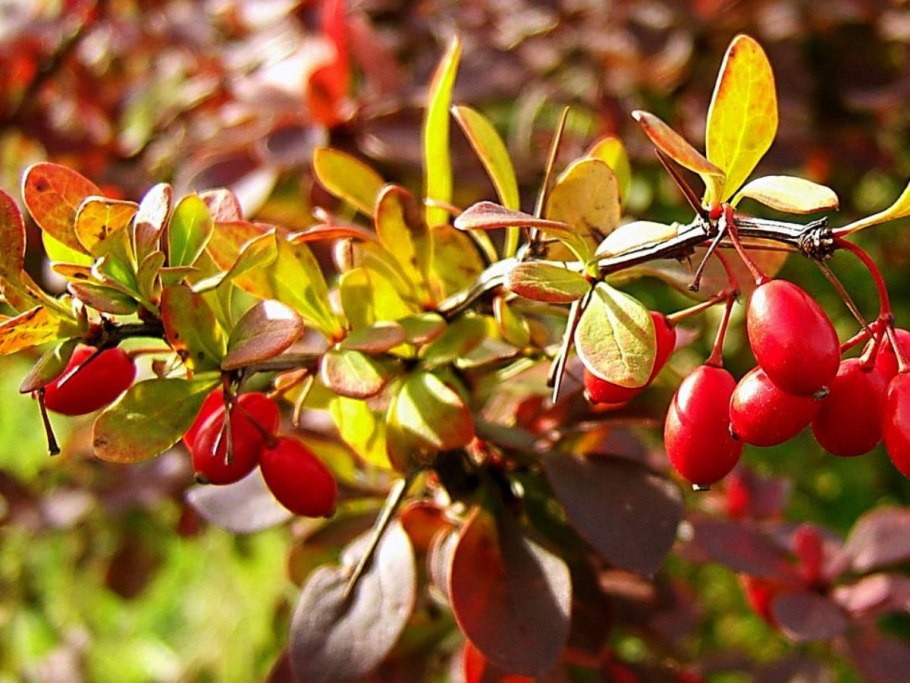 Продолговатая ягода красного цвета