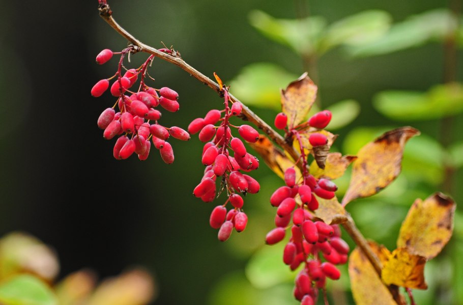 Барбарис обыкновенный (Berberis vulgaris l.)