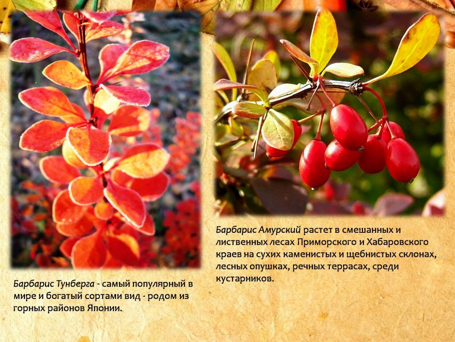 Барбарис Сибирский цветет