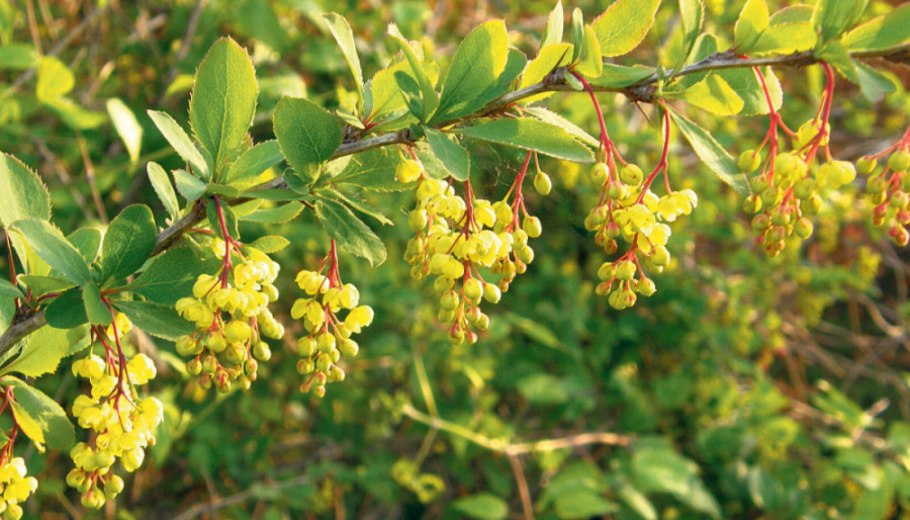 Барбарис монетчатый