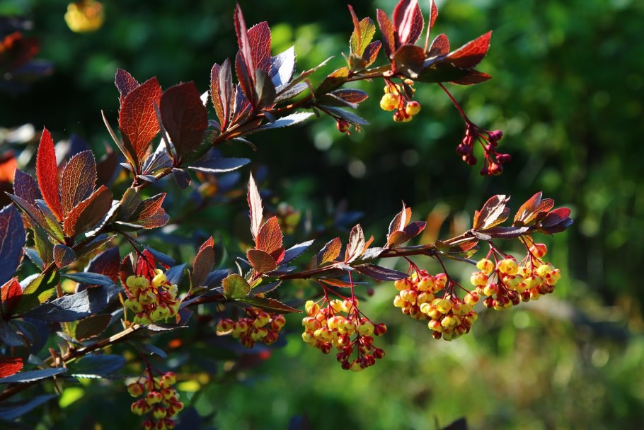 Барбарис со съедобными ягодами