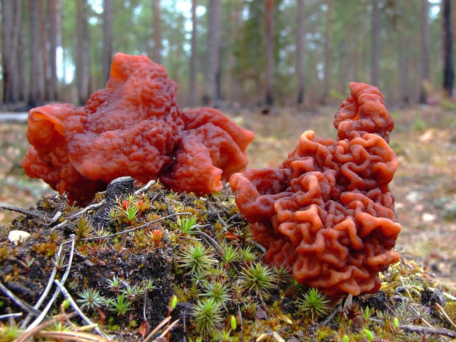 Обыкновенный строчок (Gyromitra esculenta)
