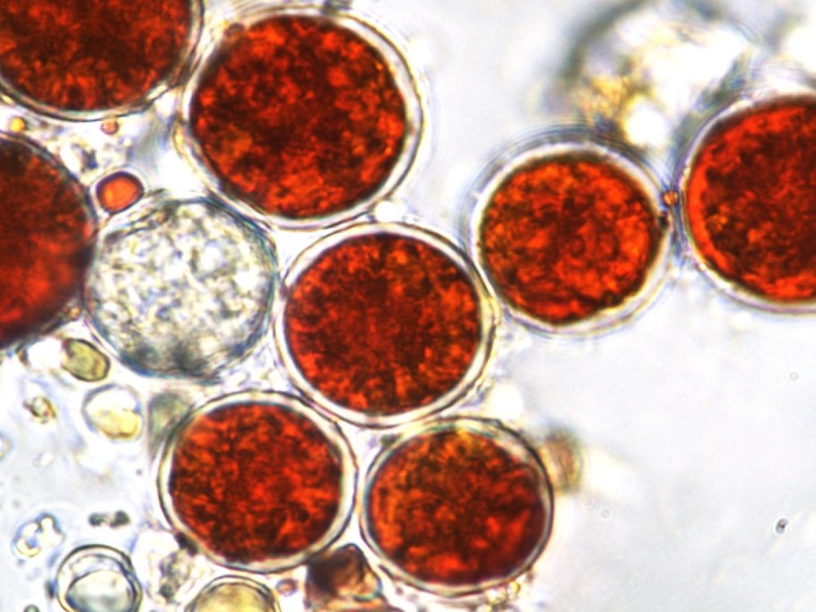 Гематококкус Плувиалис