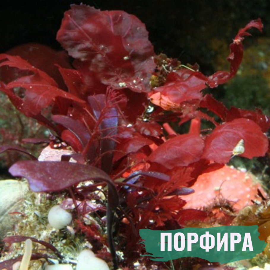 Порфира Филлофора